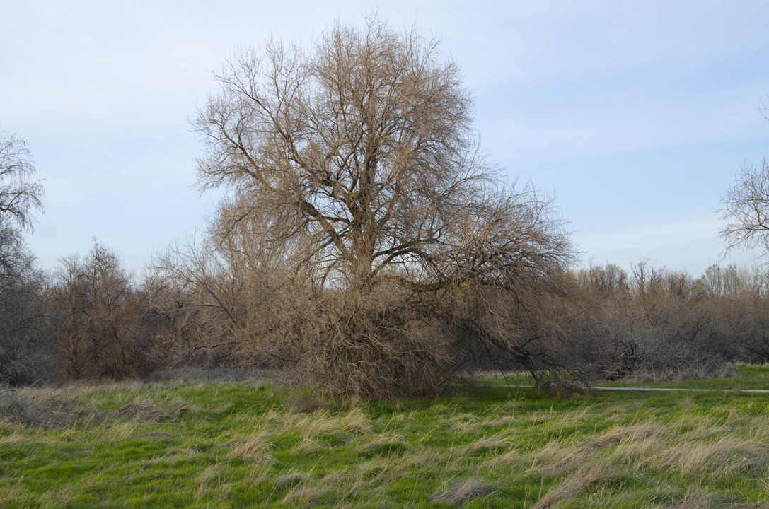 cyc_utahfruita244.jpg