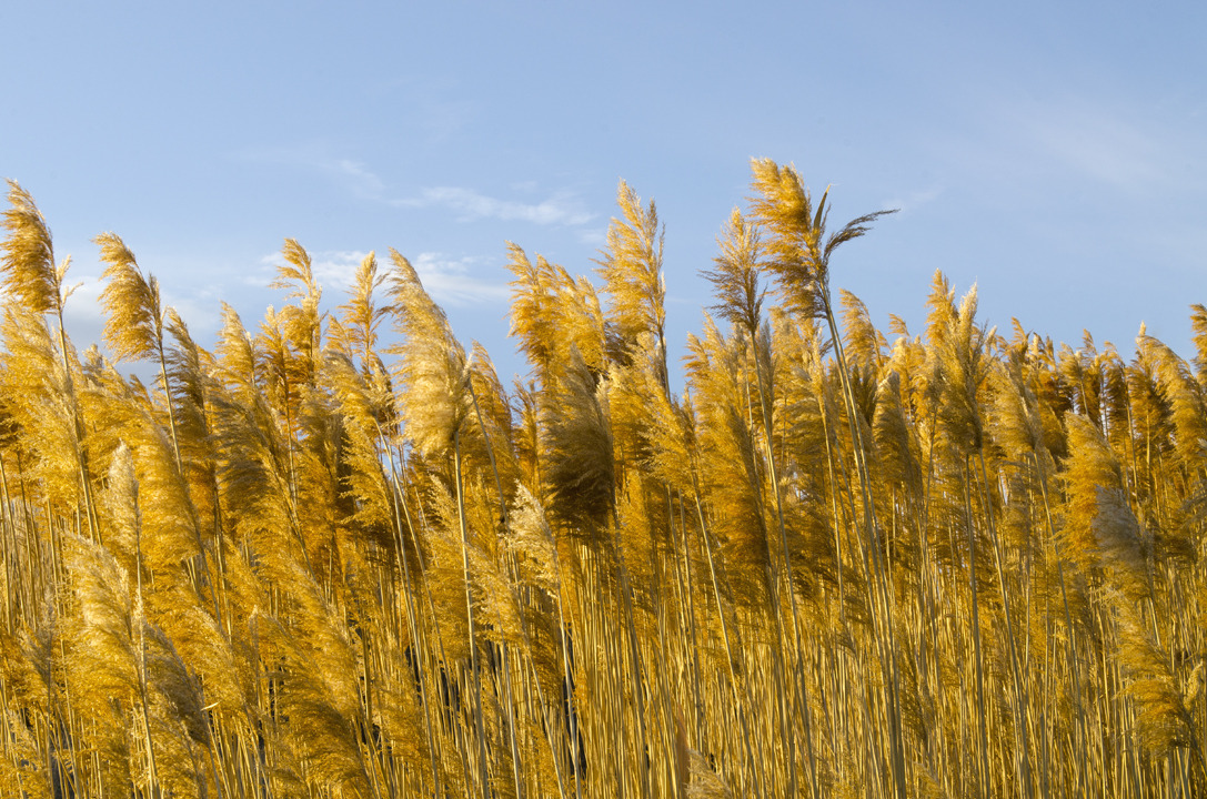 cyc_utahfruita172.jpg