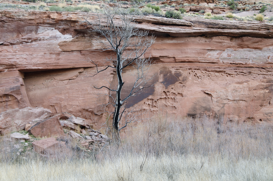 cyc_utahfruita006.jpg