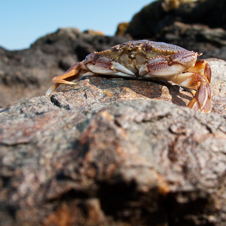 crab.jpg