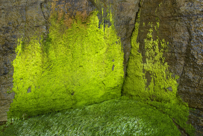 otterrock_moss.jpg