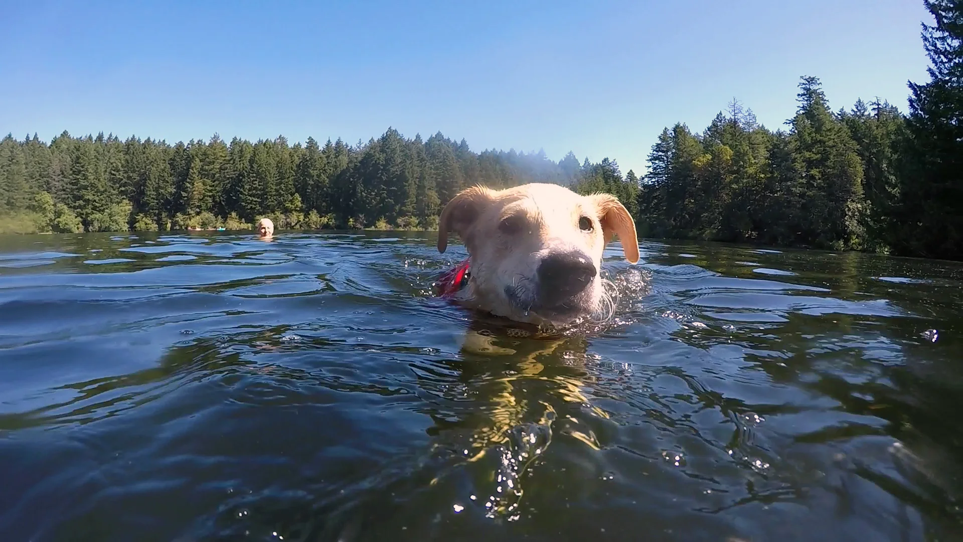 Canada Day Swim