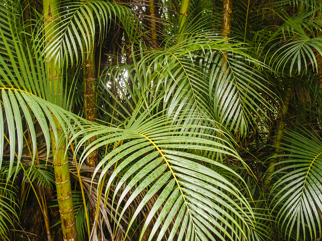 Kauai_slideshow_1384.jpg
