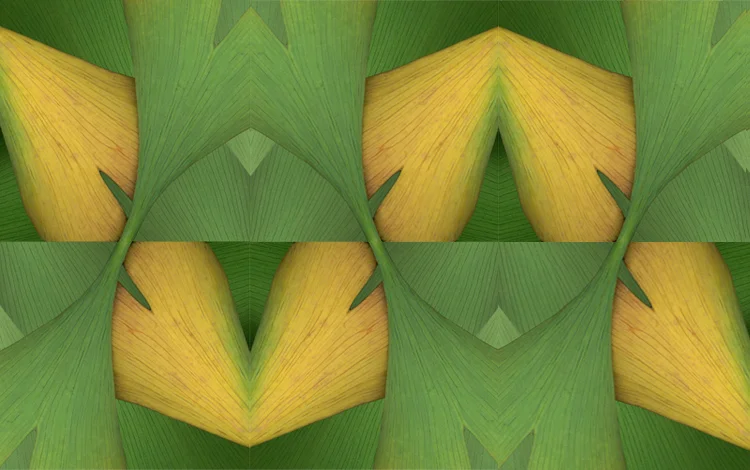 ghorvath-ginkgo-1.jpg