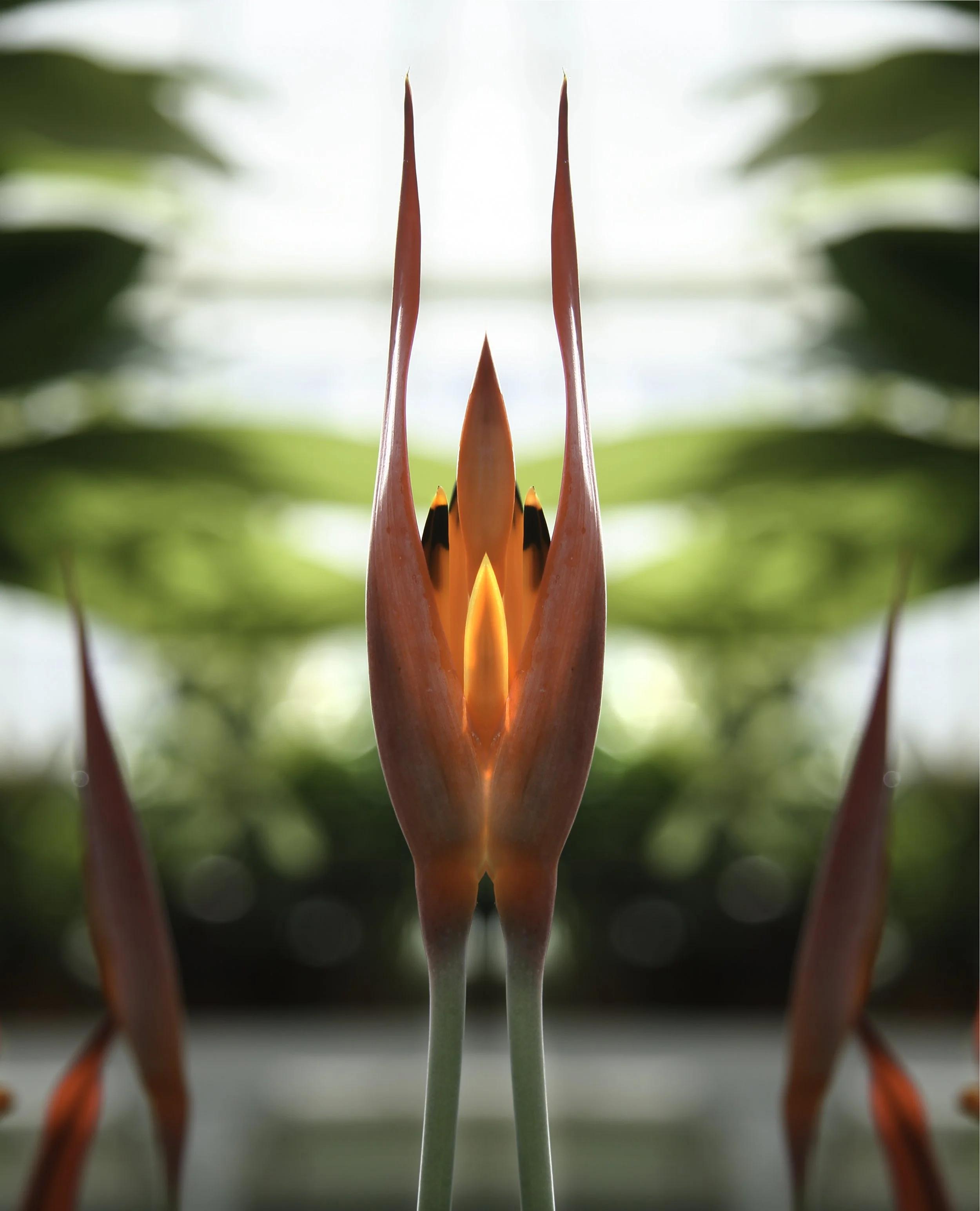 orange flame.jpg