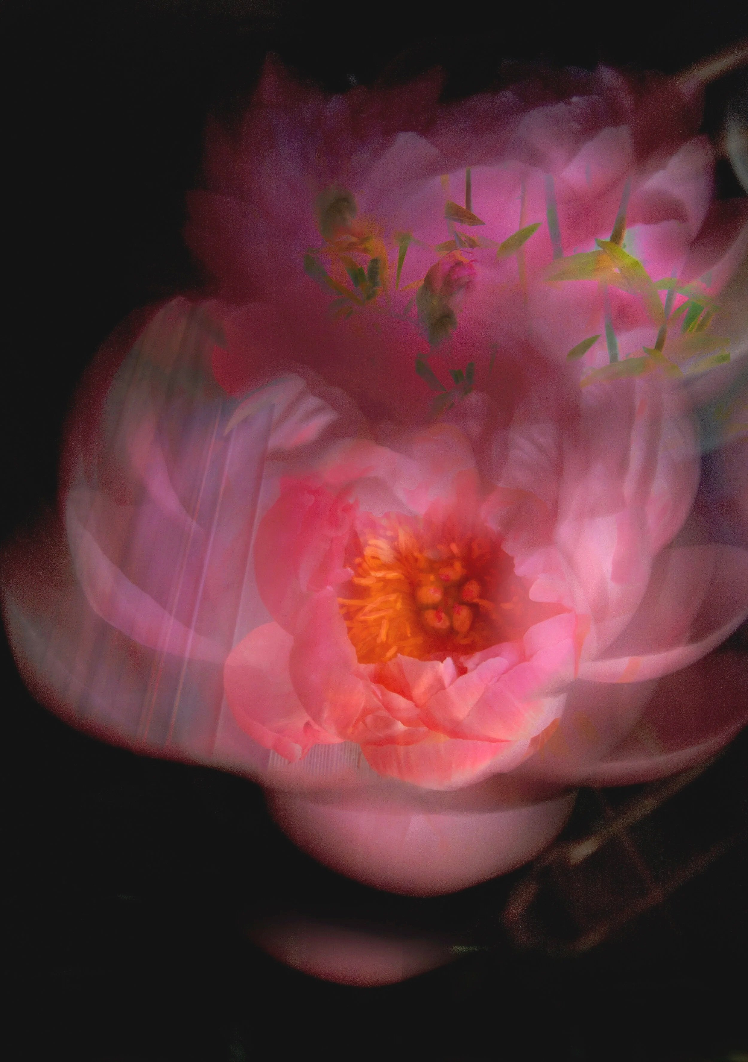 GHorvath-Peony.jpg