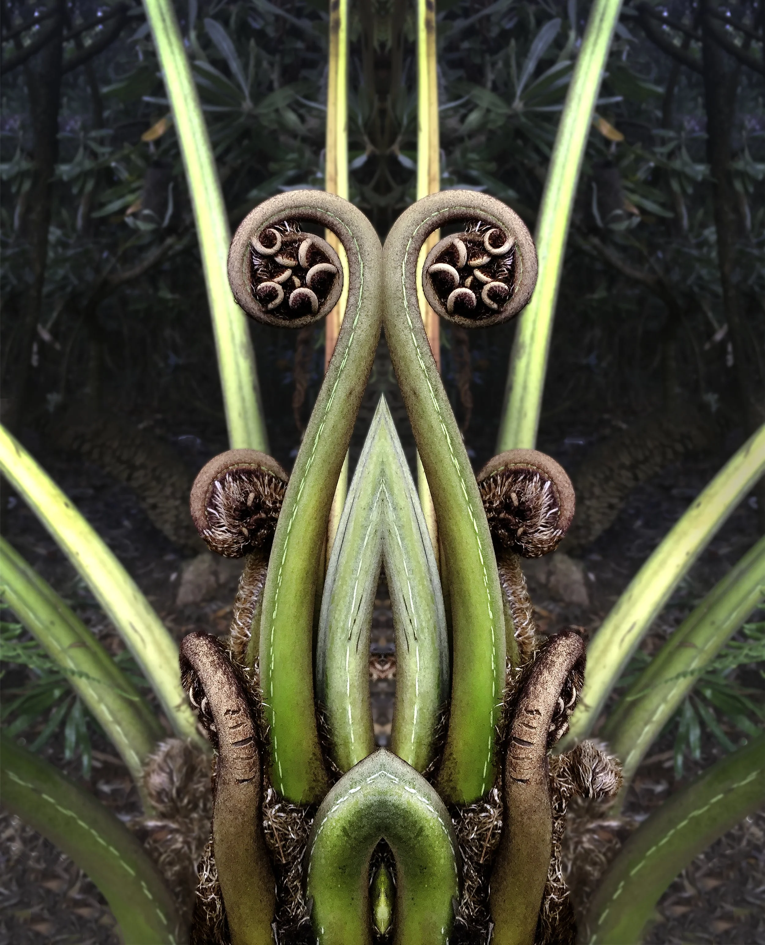 Fern curl.jpg