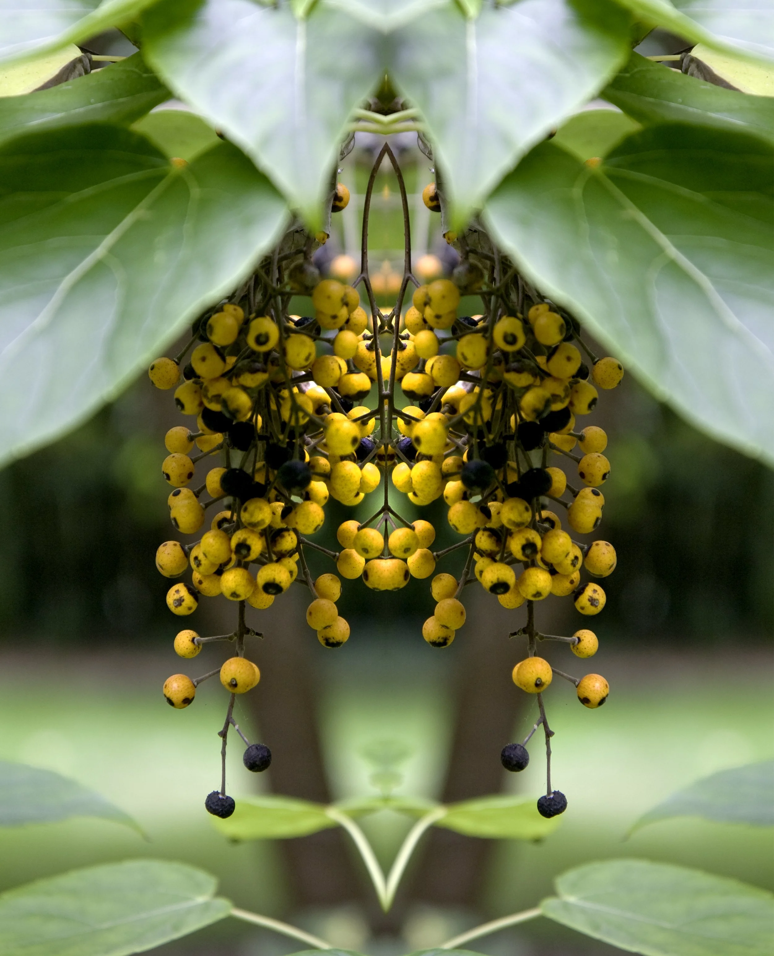orange berries.jpg