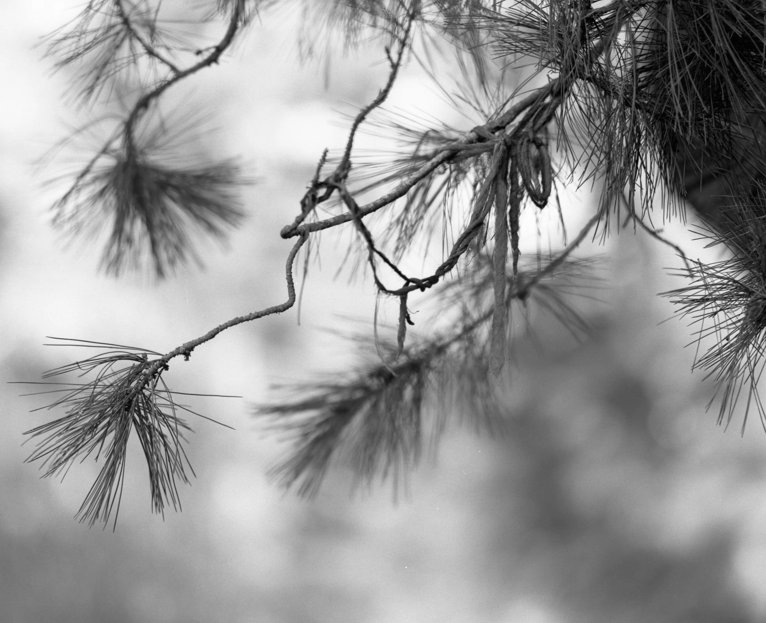 Image made with Mamiya RB67 with Kodak Tri-X 400 and developed in Kodak HC-110.