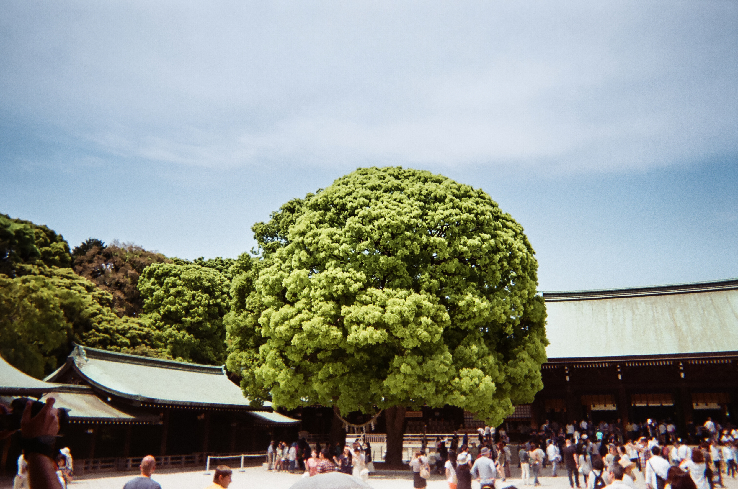 Meiji Jingu Temple in Yoyogi Park