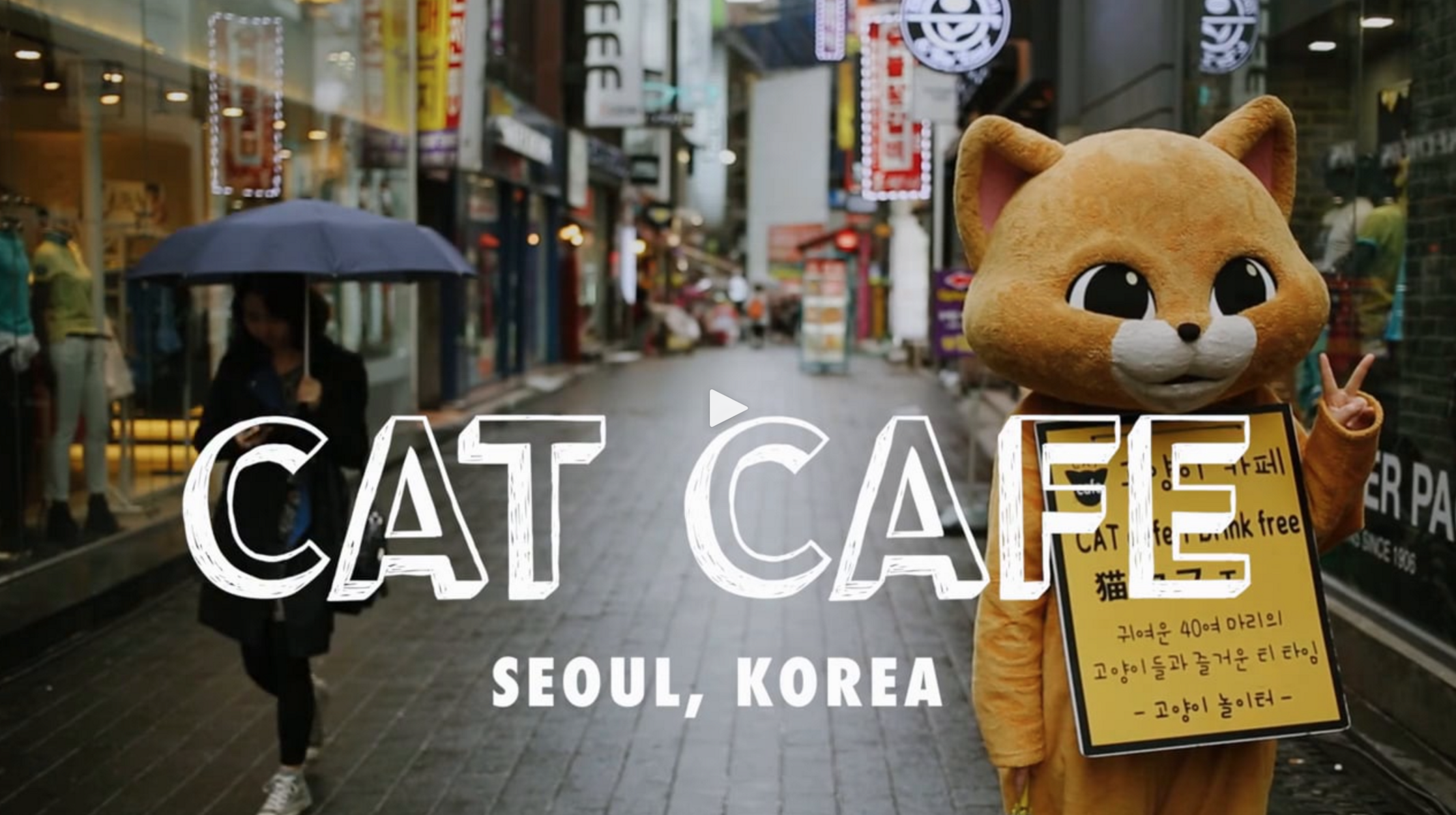 The Cat Cafe in Seoul, Korea