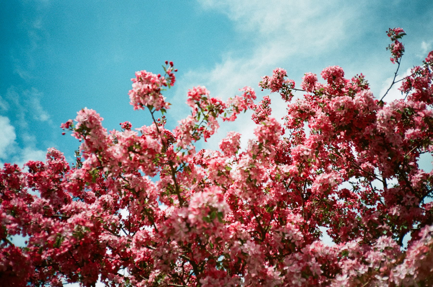 Blooming flowers and blue skies mean summer has arrived in Calgary