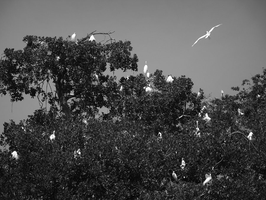 Maiden Flight