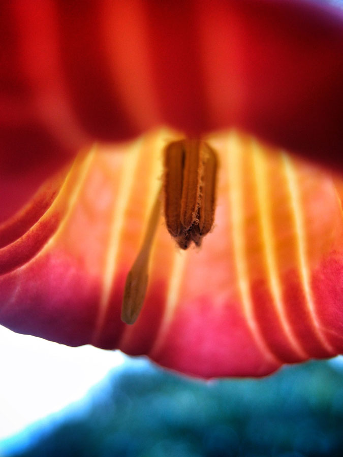 LaFlor.jpg