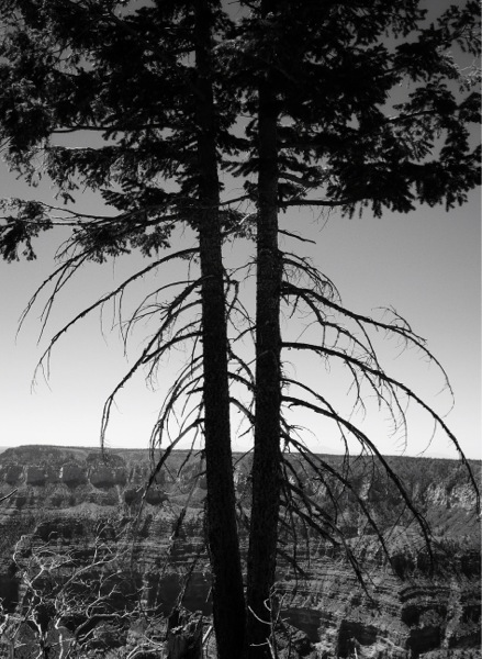 Transient