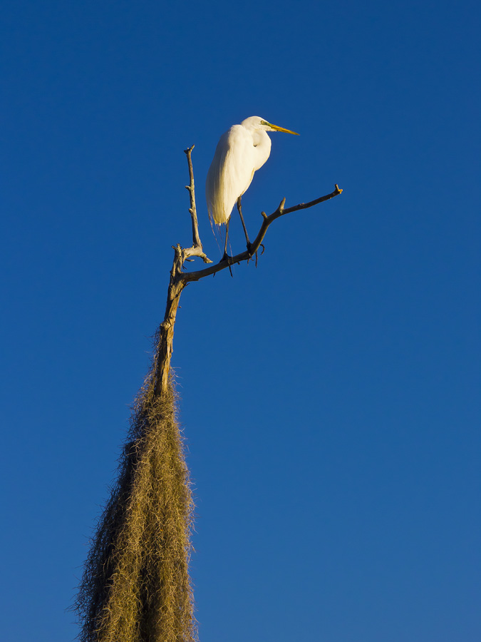 Sentry