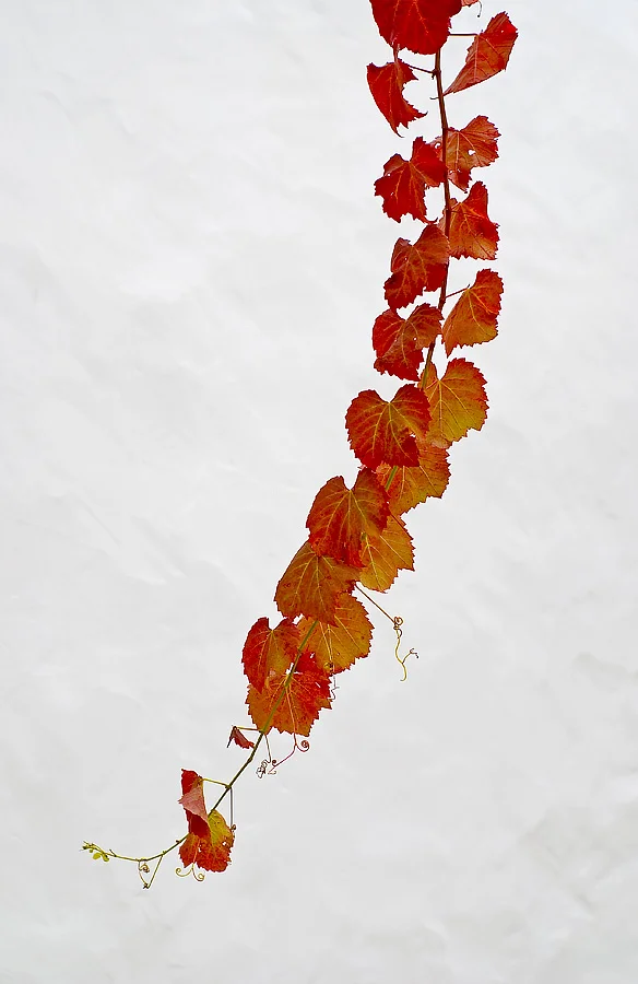 Heard it through the Grape Vine