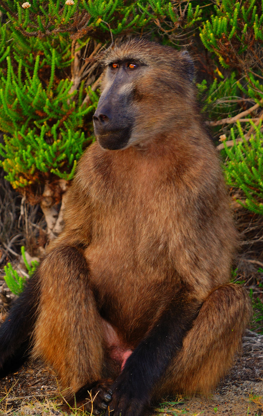 Baboon