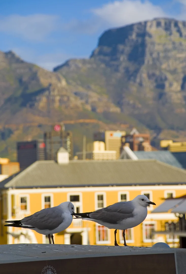 Shake Your Tail Feathers