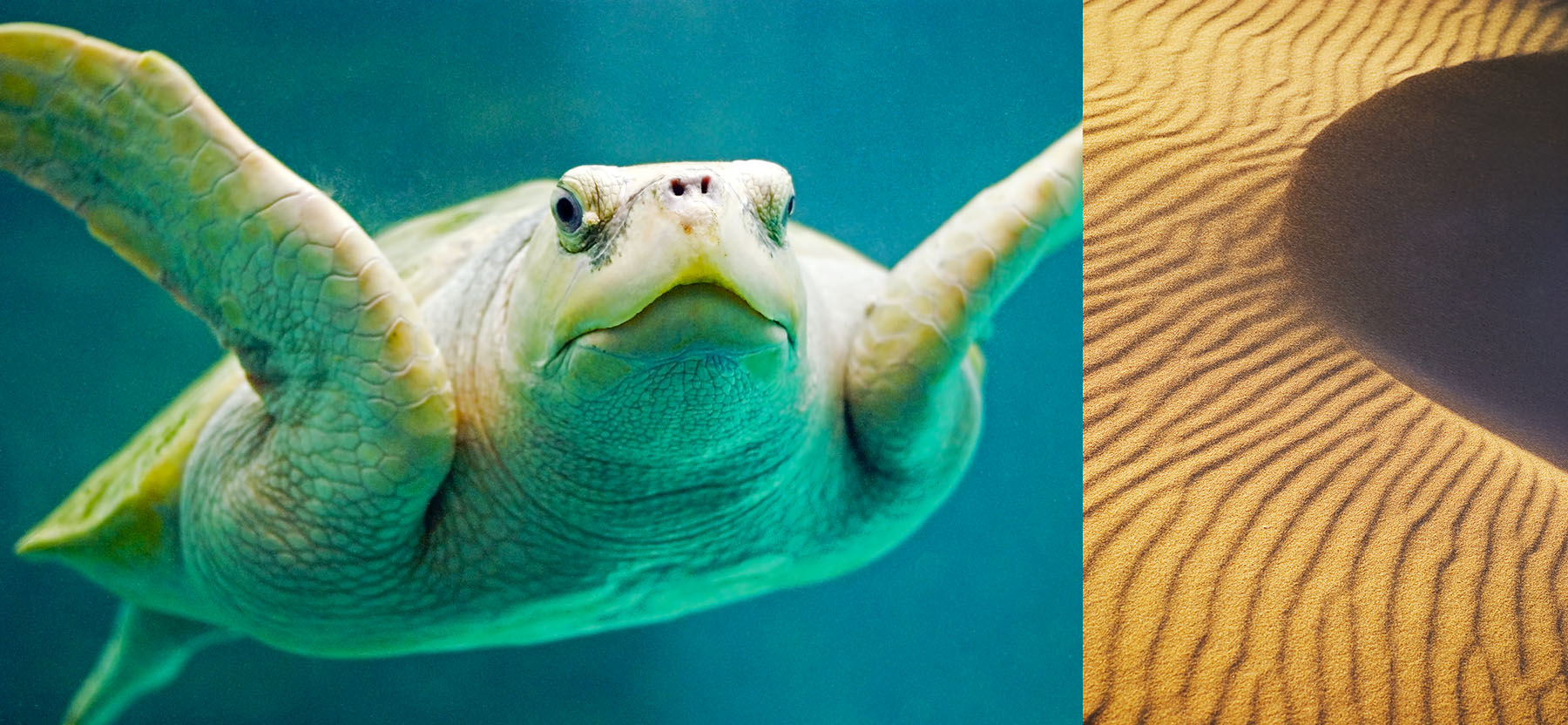 "By Chance Series 1: Edge of the Tortuga Sonrisa" © 2015 Skip Hunt 