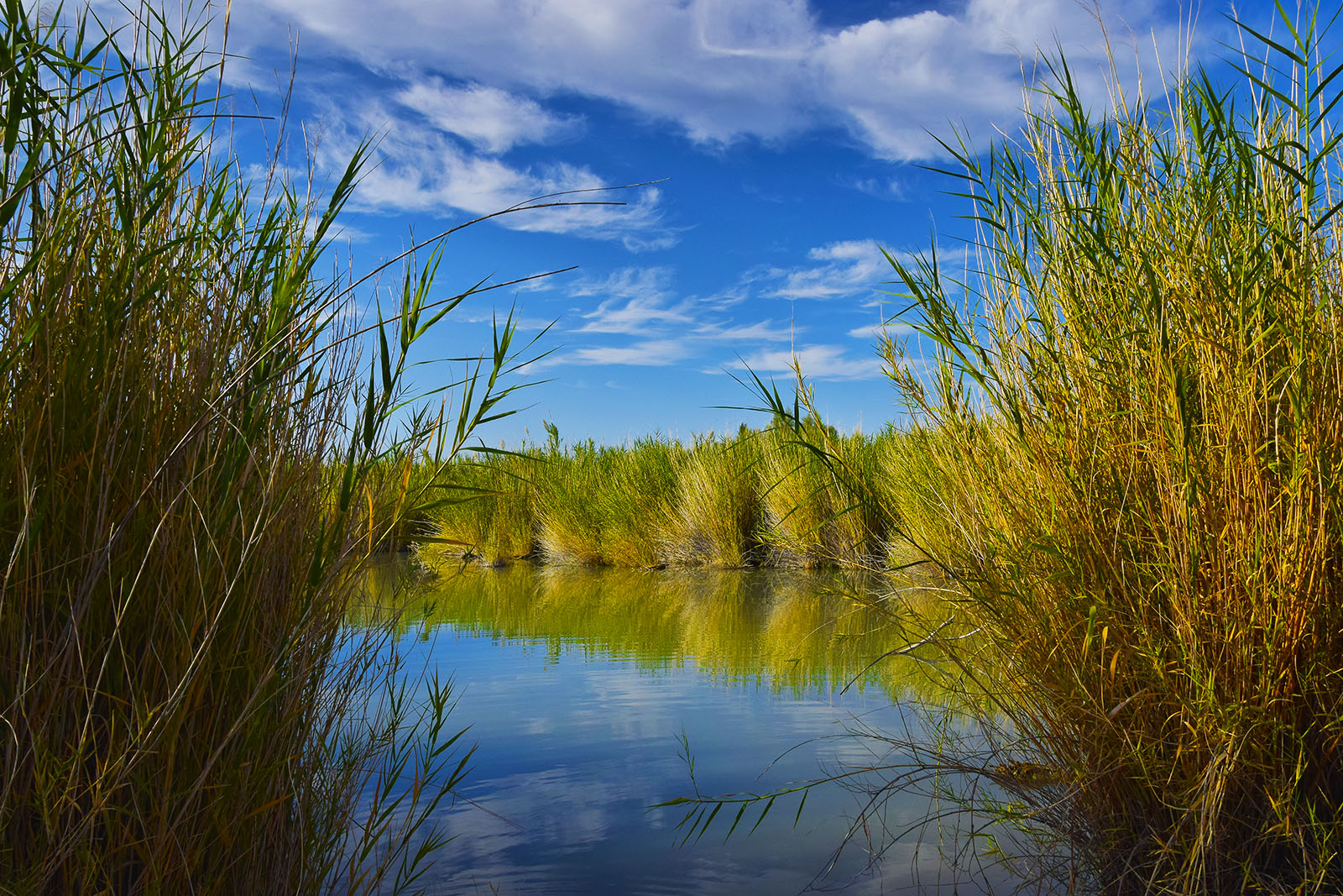 Marsh Window