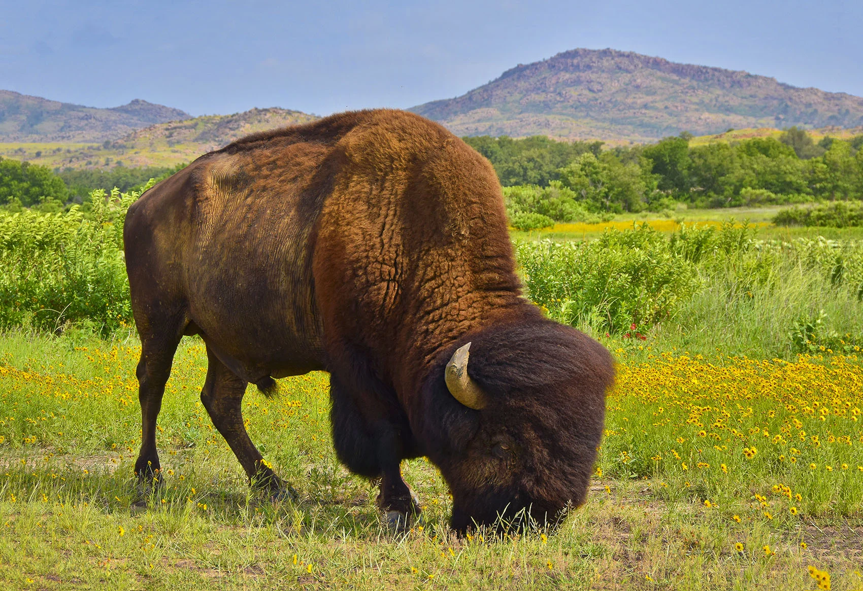 Buffalo Soldier