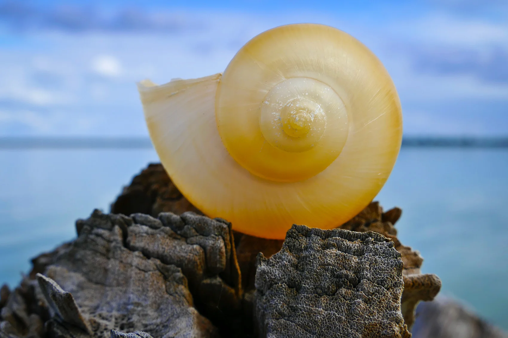 Fibonacci
