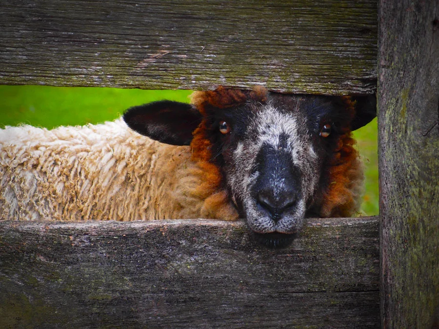 Lookin' at Ewe
