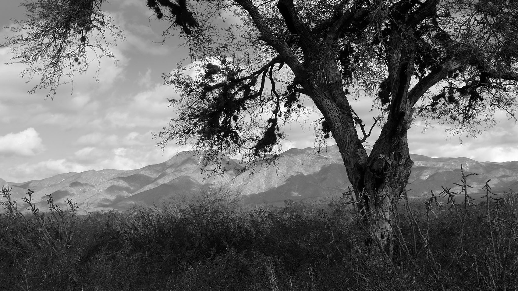 Quemado
