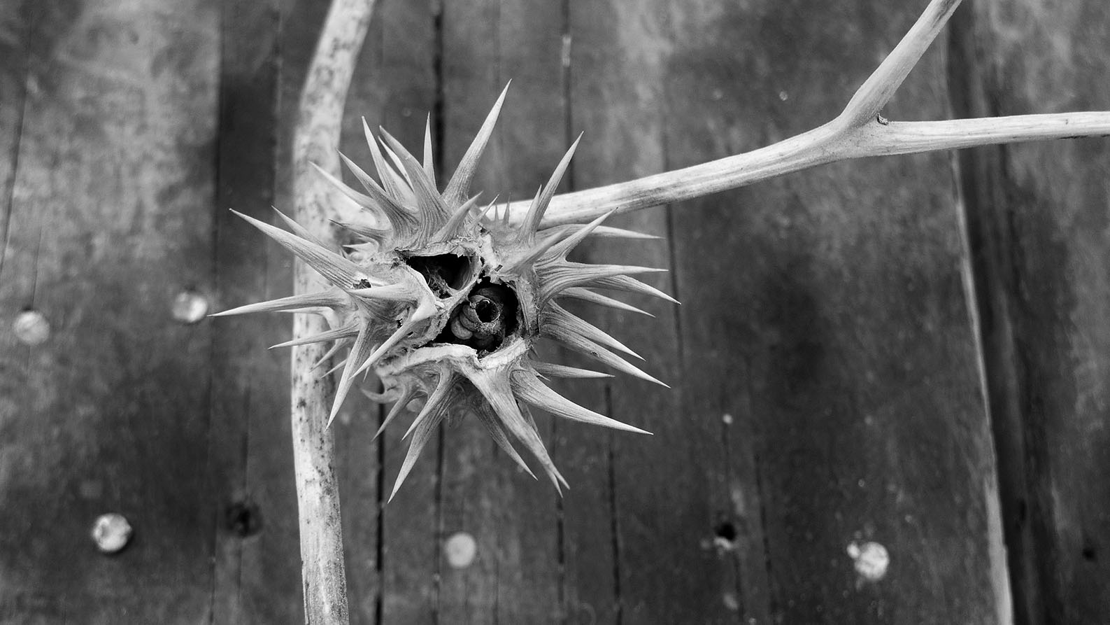 Thorn DOS
