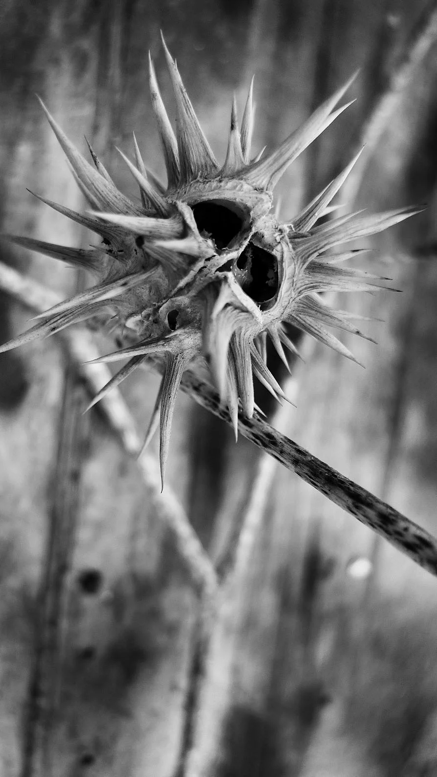 Thorn TRES