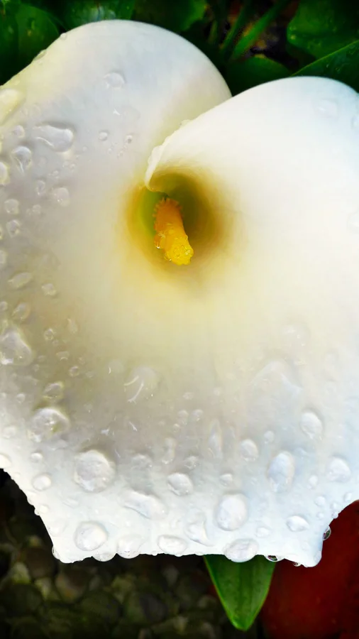 Lilly