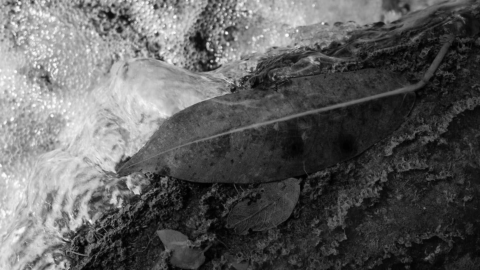 Leaf in Cascade