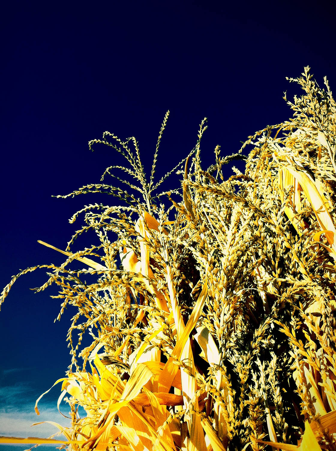 Haystack