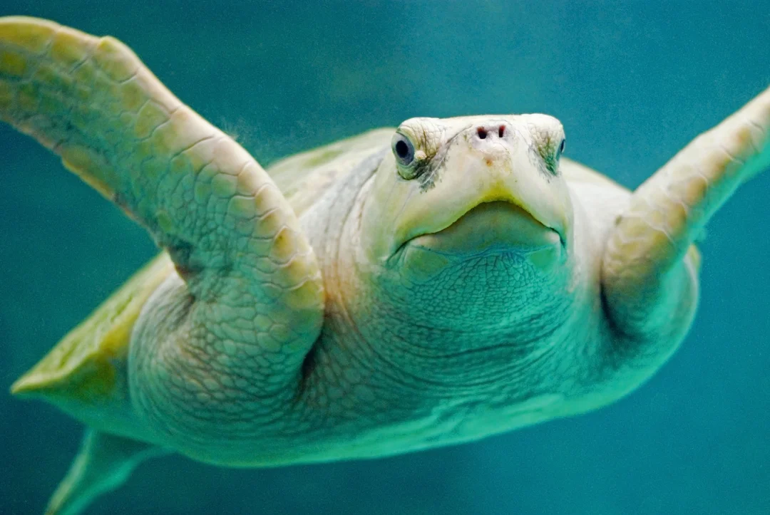 Tortuga Sonrisa