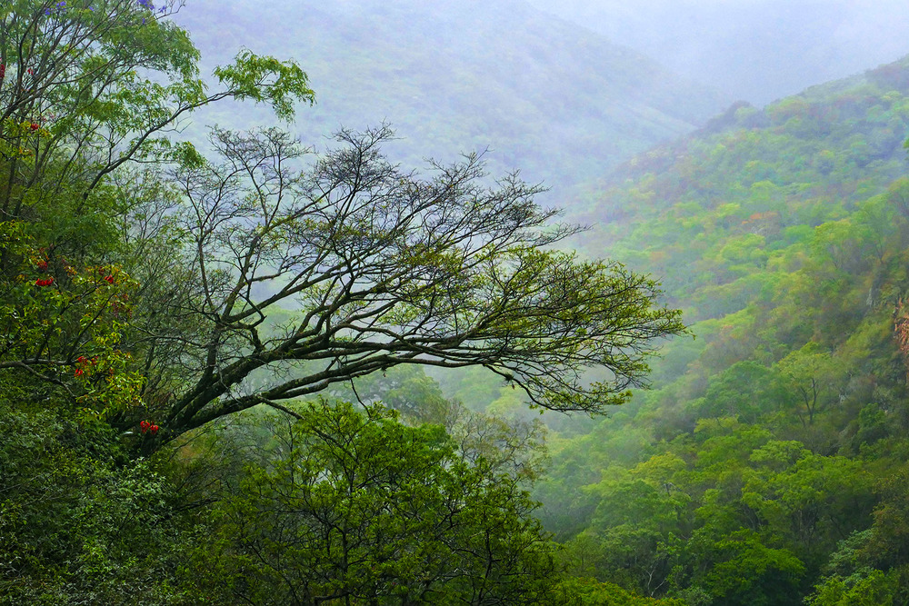 Cloud Forest