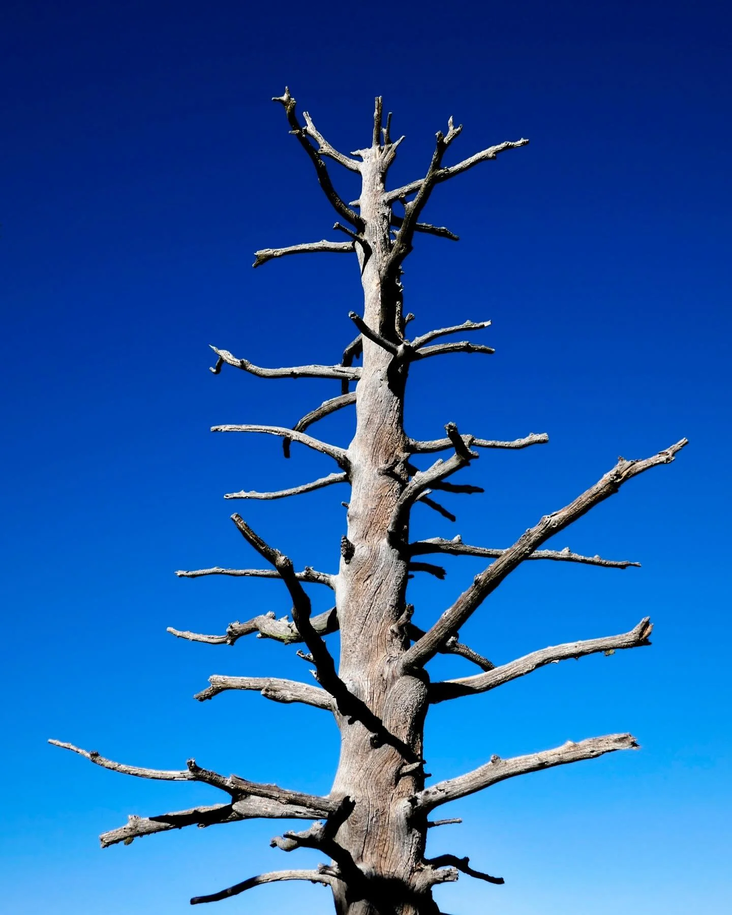&ldquo;Heretic&rdquo; &copy; 2025 Skip Hunt

A leafless tree with stark, twisted branches stands against a vivid blue sky, creating a striking silhouette. The contrast between the dark bark and bright sky highlights the intricate network of branches.