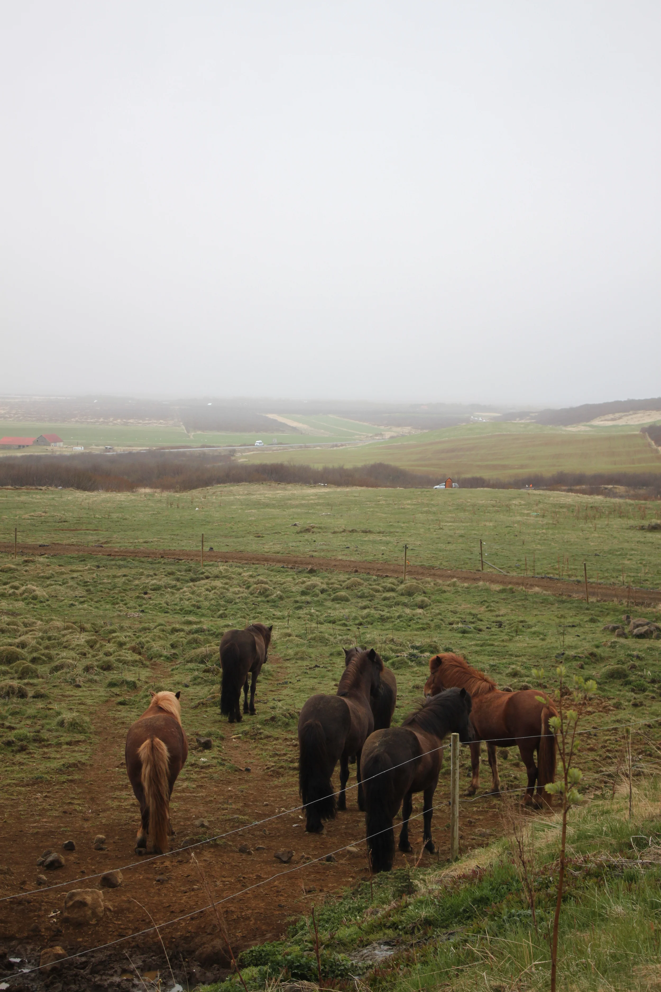 Icelandic Horse