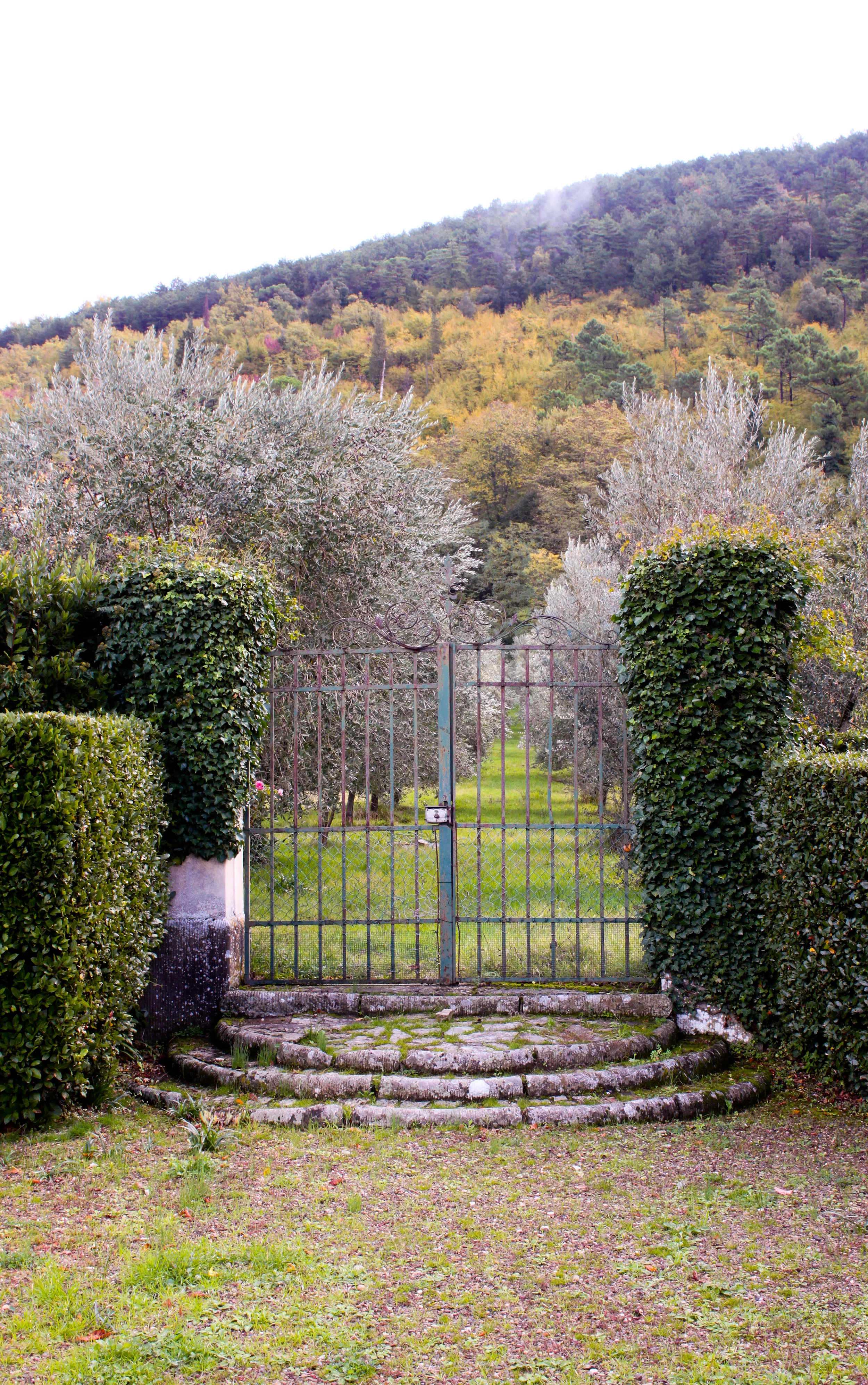 Vineyard