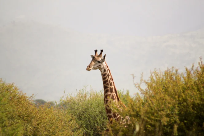 Africa-71.jpg