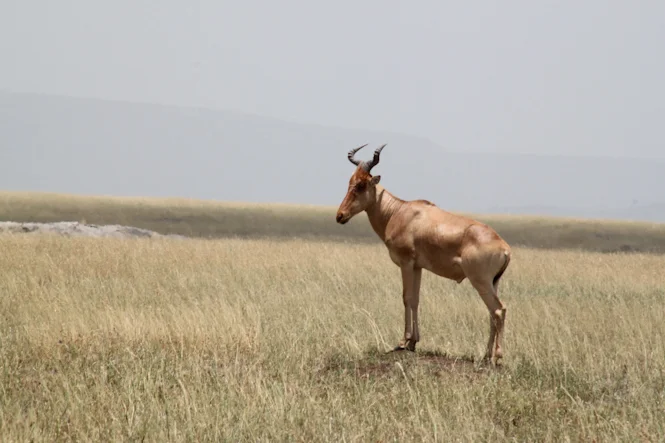 Africa-388.jpg