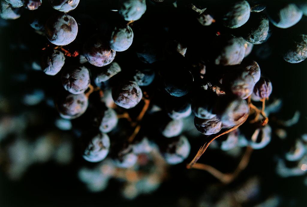 uva in appassimento