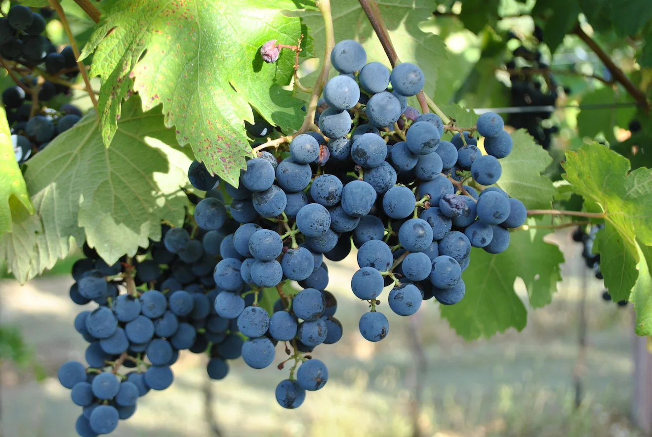 Valpolicella Grapes Collection — Terroir Amarone
