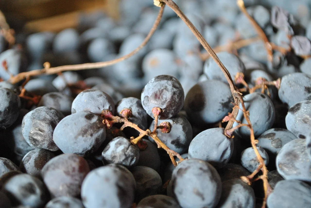 Valpolicella grapes during the drying process - Photo courtesy of Claudio Oliboni