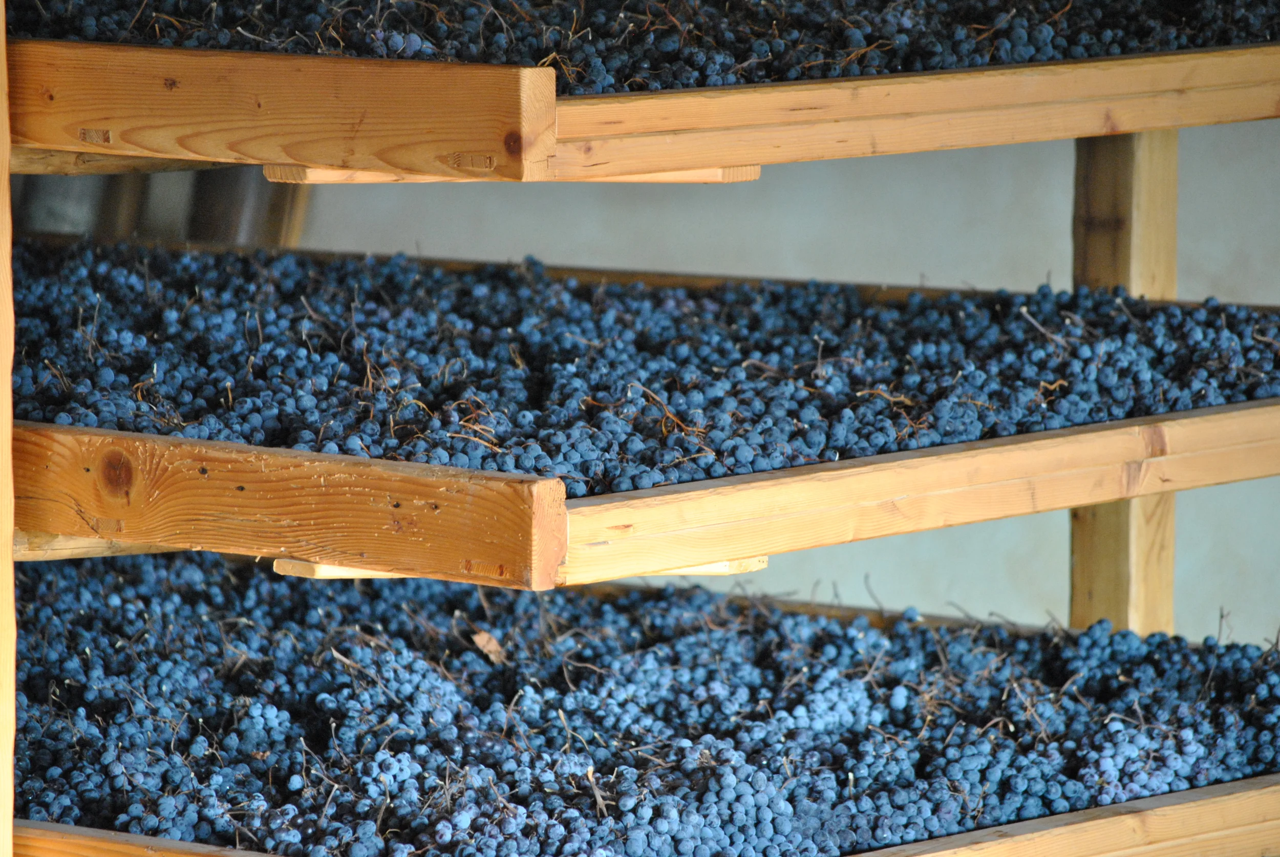 Valpolicella grapes drying on bamboo cane mats - Photo courtesy of Claudio Oliboni