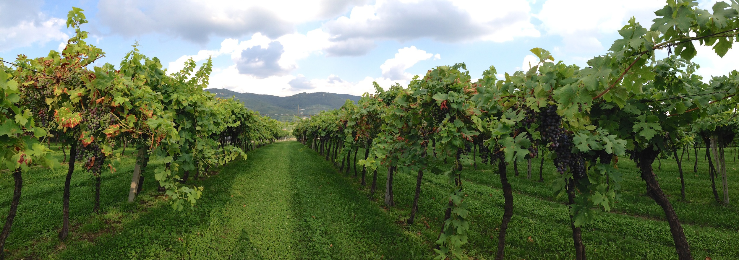 Preparing for the harvest 2014: an old vineyard in Jago cru, near Negrar , Valpolicella