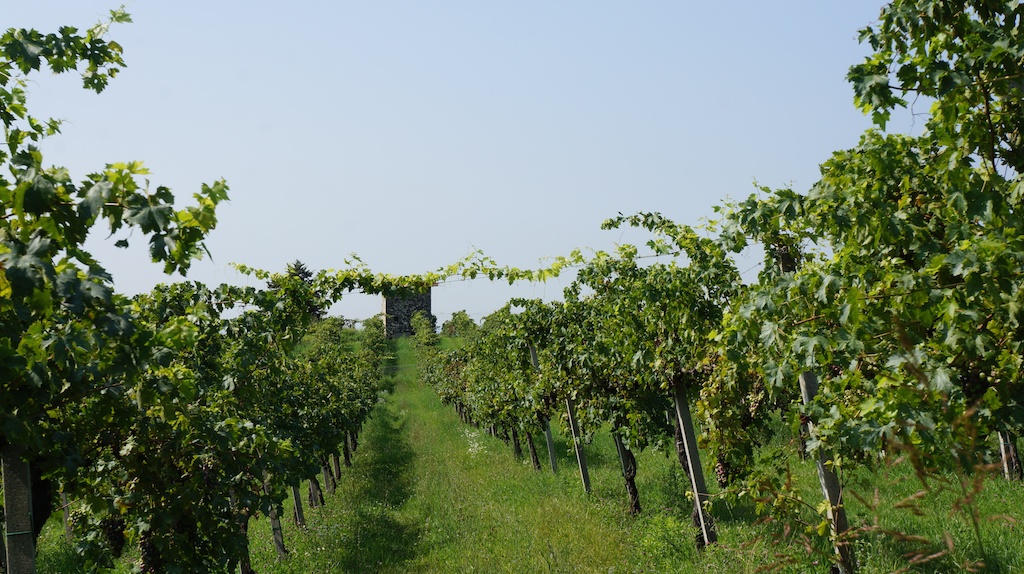 Zanoni's vineyards, near Quinzano