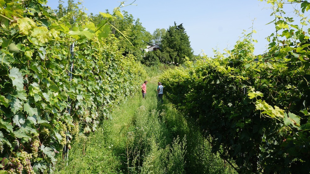 Zanoni's vineyards, near Quinzano