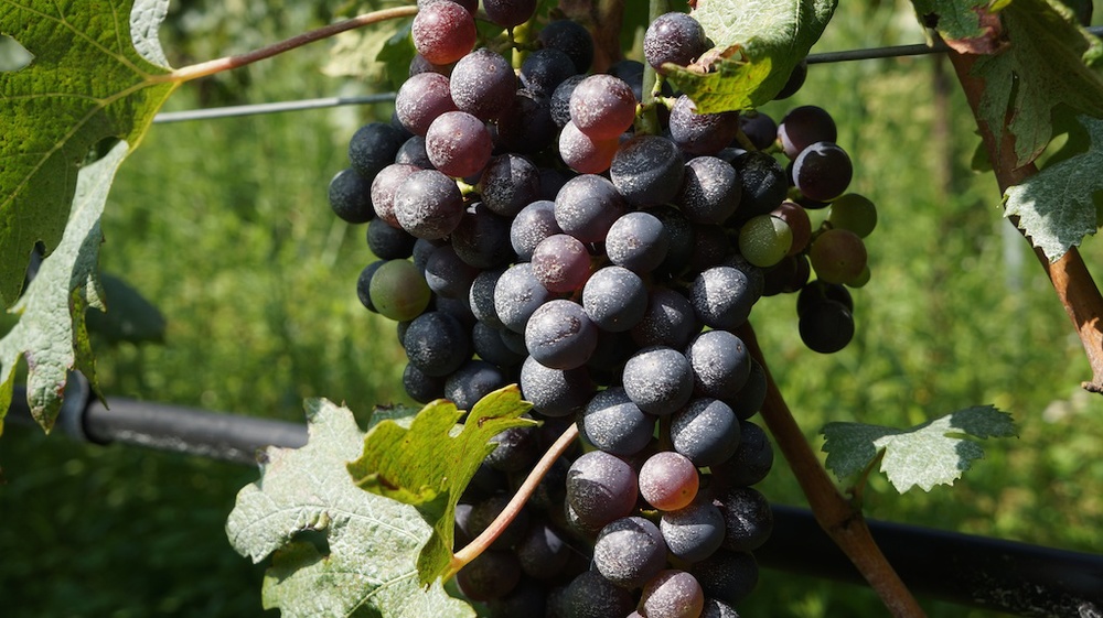 Zanoni's vineyards, near Quinzano