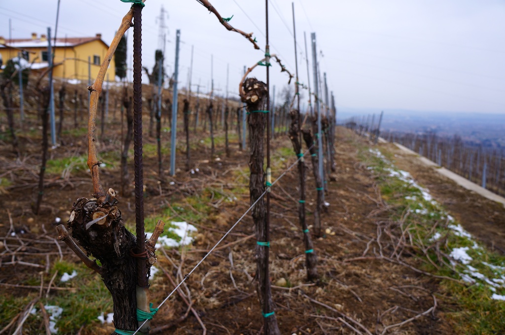 Young vines on Monte Sant'Urbano Cru